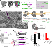 Automated neurite tracing for substitution of human annotation needs in neuronal network reconstruction.