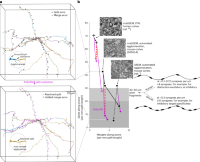 RoboEM improves state-of-the-art connectomic reconstruction results in mammalian cortex.