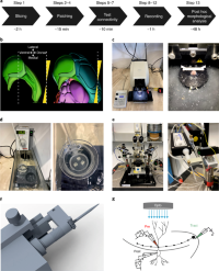 Experimental setup for MFB–CA3 pyramidal neuron paired recordings.