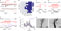 MFB–CA3 pyramidal neuron paired recordings combined with post hoc morphological analysis.