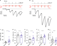 MFB–CA3 pyramidal neuron paired recordings in mice and rats.