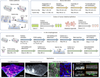 A workflow to induce in vitro intestinal morphogenesis.