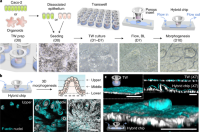 Characterization of 3D epithelial morphogenesis in a Transwell-insertable hybrid chip.