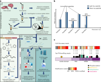 Overview of the comprehensive MS-based workflow to identify and quantify the modification profile of pathological Tau species.