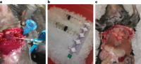 Tissue perfusion for sample preparation.