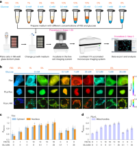Imaging subcellular lactate metabolism under various nutritional conditions.