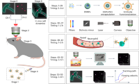 Workflow of in vivo NIR-II fluorescence microscopic imaging in this protocol.