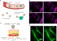 In vivo imaging of neutrophils in the inflammatory vessel.