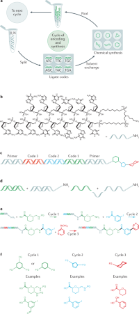 Synthesis of DNA-encoded chemical libraries.
