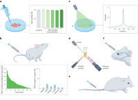 Preparation and administration of NIR-II probes.