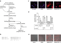 Selection and validation of embryonic progenitor cell-binding peptides from a phage display library.