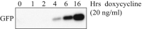 A time course of doxycycline induction of GFP expression in T-REx 293 GFP cells.