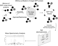 Schematic workflow for GFP-trap purification and mass spectrometric analysis of co-purified proteins