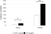 The number of human iPS cells under 5 or 20% oxygen on days 5 and 14 (*P < 0.05, ***P < 0.005) (reproduced from [17] with permission from Wiley)