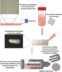 Preparation of the repopulating cells, injection into the lumen of the ECM-based trachea bio-scaffold and its placement into the rotating bioreactor for long-term culture