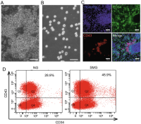 Hematopoietic progenitor cells induction from human embryonic stem cells (hESCs) in RPM.