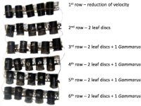 Structure of one set of in situ bioassays deployed at one site.