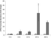 Transcript abundance of cytochrome P4501A (CYP1A) in white sturgeon liver tissue explants (n = 3) exposed to beta-naphthoflavone (BNF) for 3, 6, 12, 24, and 48 h.