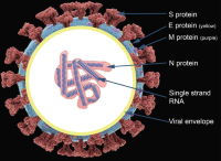 Common structural components of all coronaviruses shown as a cross-section.