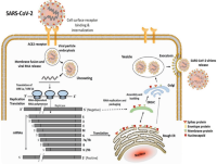 The mechanism associated with the infectiousness of SARS-CoV-2 in the human body.