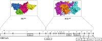 Three-dimensional structural representation of PLpro and 3CLpro proteins and schematic organization of ORF1a/b of coronaviruses