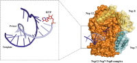 Three-dimensional structural representation of the Nsp12-Nsp7-Nsp8 complex.