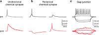 Paired recordings from synaptically coupled neurons.