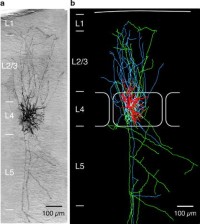 Pair of synaptically coupled neurons.