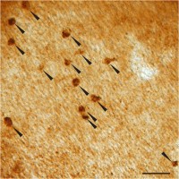 Example of RNAscopeRNAscope brown-color ISHIn situ hybridization (ISH) on flat-mounted mouse retina using RNAscope Jam2 probe.