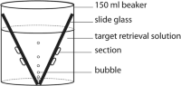 Schematic illustration of the side view of the target retrieval procedure.