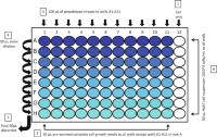 Plate layout for MERSpp titrationTitration .