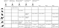 Timeline of the mammalian models evaluated for MERS-CoV pathogenesis between 2012 and 2019.