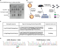 CRISPR/Cas9CRISPR/Cas9 mediated genetic engineering of mouse DPP4.