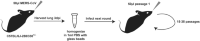 Mouse adaptationMouse adapted (MA) of MERS-0 in 288–330+/− mice.