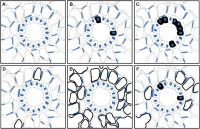 Mock example of viral immunostaining during MERS-CoV infection.