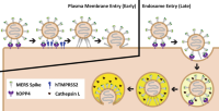 MERS-CoV enters host either at or near the plasma membrane or in the endosomesEndosomes .