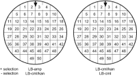 Replica plate grids.