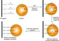 Mechanism of immobilization–stabilization using AE supports