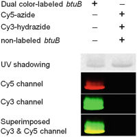 Probing the double-labeling by a comparative UV shadowing and fluorescence imaging gelImaging .