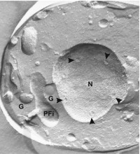 A freeze-fractureFreeze-fracture view of the Angomonas desouzai cytoplasm showing the symbiotic bacterium close to the host trypanosomatid nucleus.
