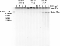 Analysis of BLM-induced DSBsDNA double-strand breaks (DSBs) Pulsed-field gel electrophoresis (PFGE) by PFGE.