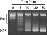 One-dimensional resolution of relaxed and negatively supercoiledDNA supercoiling DNA topoisomersDNA topoisomers DNA topoisomers .