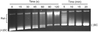 One-dimensional resolution of negatively and positivelyPositive supercoiling supercoiledDNA supercoiling DNA topoisomersTopoisomers DNA topoisomers .