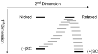 Schematic depicting the migration of DNA topoisomerases following two-dimensional agarose gel electrophoresis Electrophoresis Agarose gel electrophoresis .