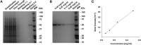SDS-PAGE SDS-PAGE analysis and protein concentration determination of FASSP-EM-purified PglK.