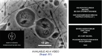 Optical contrasting of chromosomes by phase-contrast imaging.