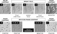 Thin, non-absorbing (phase) objects visualized in various imaging modes.