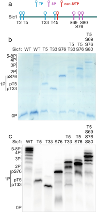 Decoding the multisite phosphorylation pattern.