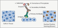 Summary of the workflow of the immunohistochemistry technique.