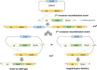 In-frameIn-frame gene deletionGene deletions via double crossoverDouble crossover of selected gene oxyX inside oxytetracycline gene cluster.